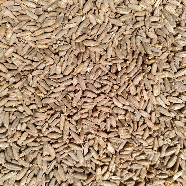 Malt de seigle